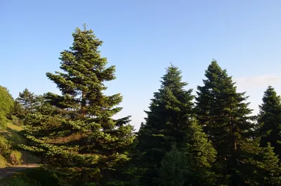 Фото Пихты сахалинской среди других деревьев
