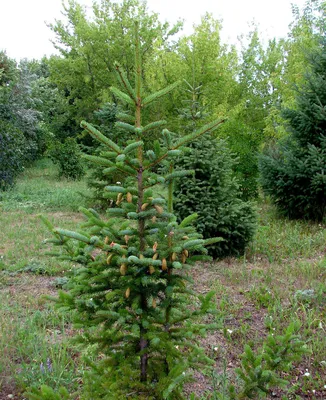 Фото дерева - пихта сахалинская