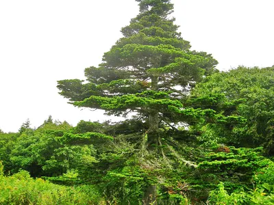 Фото дерева - пихта сахалинская в WebP