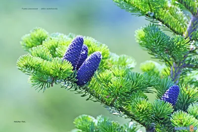 Красивая фотография пихты сахалинской для использования
