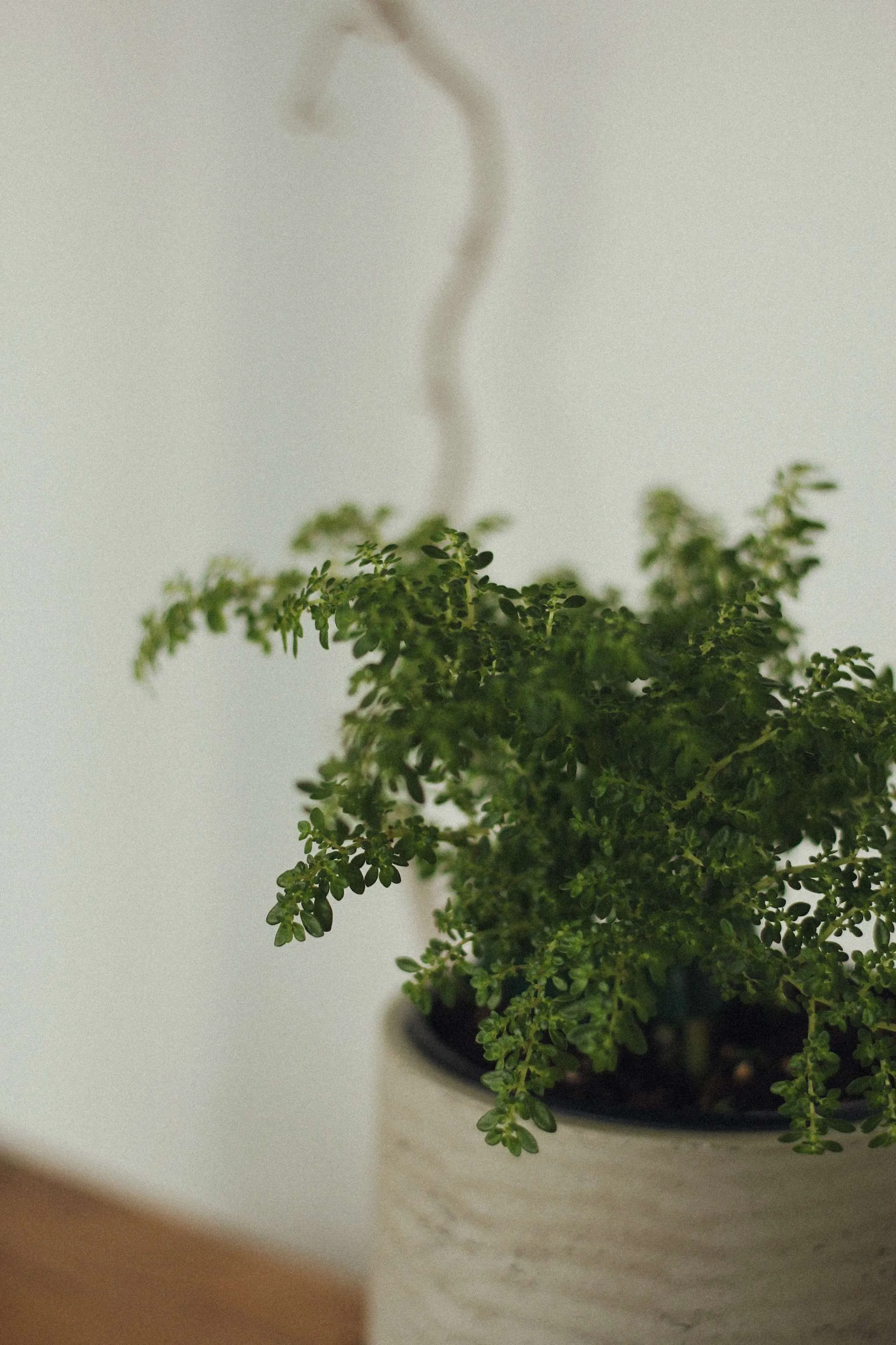 Pilea microphylla ‘Tricolor’