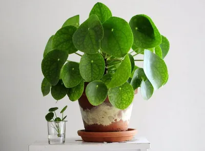 Фото Пилеи: как создать уютную атмосферу в доме с помощью растения