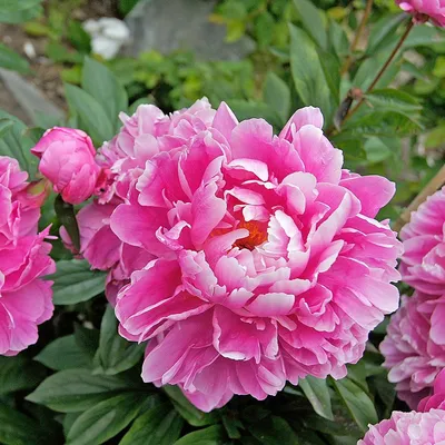 ALEXANDER FLEMING' Peony (Paeonia x lactiflora 'alexander fleming') –  Champlain Peony Company