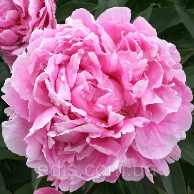 Peony Alexander Fleming (Mid.) - Green Works - Specialist in Peonies