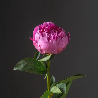 Buy hardy perennial Peony Paeonia 'Alexander Fleming' - Organic pink -  Hardy plant | Bakker.com