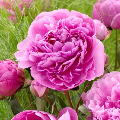 Paeonia 'Alexander Fleming' – Esveld Shop