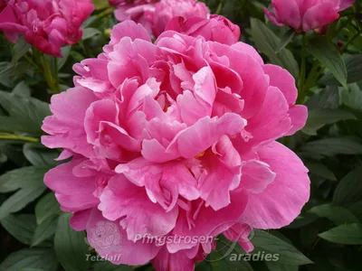 Alexander Fleming peony - seedling - large package! - 10 pcs – Garden Seeds  Market | Free shipping