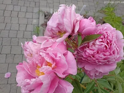 Paeonia 'Dr. Alexander Fleming' | Pfingstrosen-Paradies Tetzlaff