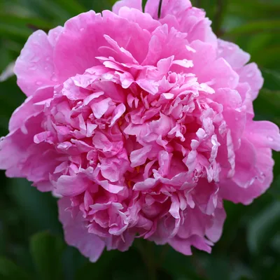 Photo of the entire plant of Peony (Paeonia lactiflora 'Dr. Alexander  Fleming') posted by frankrichards16 - Garden.org