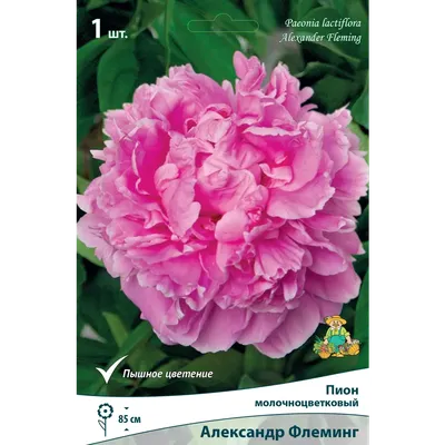 Paeonia Dr. Alexander Fleming - Buy Peony Garden Perennials Online