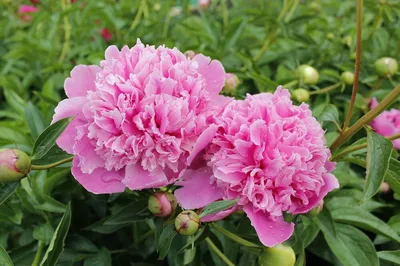 Paeonia lactiflora hybrid 'Dr. Alexander … – Buy image – 12206902 ❘  living4media