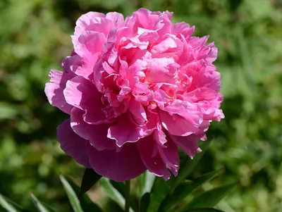 Peony “Dr. Alexander Fleming” 🌸 - YouTube