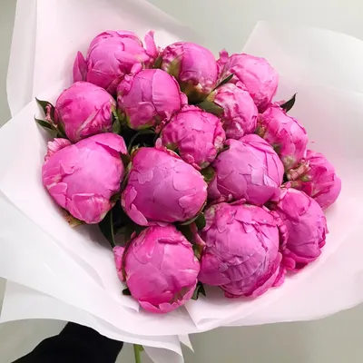 Dr. Alexander Fleming – The Peony Society