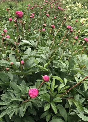 Пион молочноцветковый Александр Флеминг Paeonia lactiflora Dr. Alexander  Fleming 5л — цена в LETTO