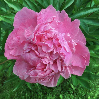 Dr. Alexander Fleming Garden Peony - Fedco Trees