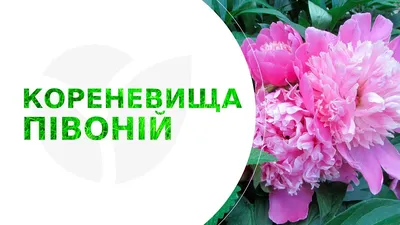 Саженец / Пион травянистый Александр Флеминг ПОИСК 163274053 купить в  интернет-магазине Wildberries