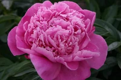Peony alexander fleming hi-res stock photography and images - Alamy