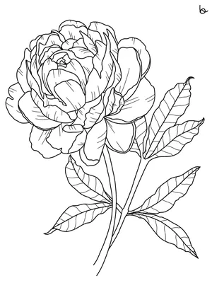 пион рисунок карандаш - Поиск в Google | Dessin pivoine, Coloriage,  Coloriage à imprimer gratuit