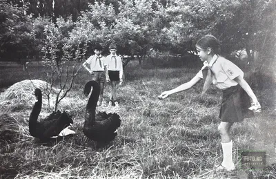 Фотография Прием в пионеры в дворце пионеров на Ленинских горах, 1978 г |  Фотобанк ГеоФото/GeoPhoto | GetImages Group