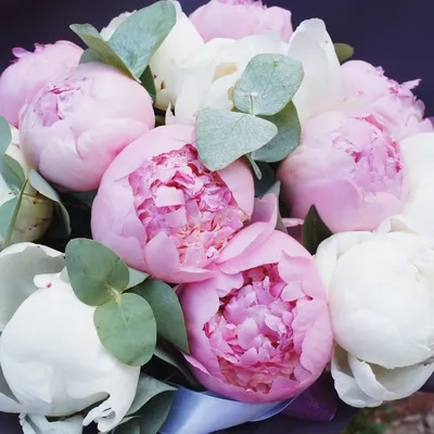 Пионы: микс из белых и розовых пионов с листьями эвкалипта по цене 12455 ₽  - купить в RoseMarkt с доставкой по Санкт-Петербургу