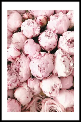 Купить Букет из 7 розовых пионов с доставкой по Томску: цена, фото, отзывы.