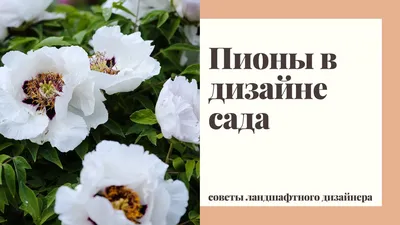 Желтые пионы: лучшие виды и сорта для дачи | В цветнике (Огород.ru)