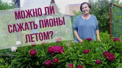 Пион тонколистный (пион узколистный) Paeonia tenuifolia - «Чудо-ёжик на  вашей даче! Он еще и цветет!!!» | отзывы