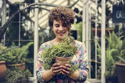 Фото Пизонии - добавьте красоты в свой дом с помощью растения