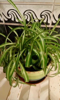 Экзотическое растение Пизония на фото