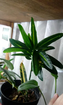 Изображение Пизонии: уникальное растение