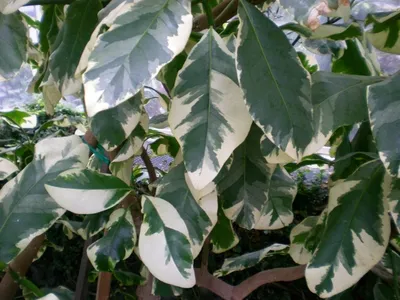 Фото Пизонии - растение для настоящих ценителей красоты
