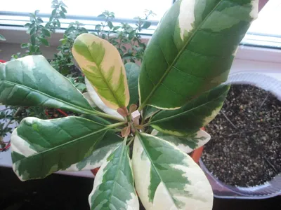 Комнатное растение на фото: Пизония