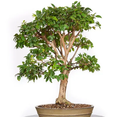 Изображение Пизонии: уникальное растение для дома и офиса