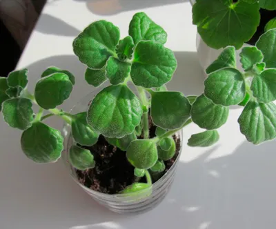 Фотография Плектрантуса, которая покажет вам, как красиво может выглядеть комнатное растение
