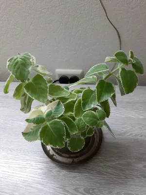 Плектрантус на фото: идеальное растение для дома
