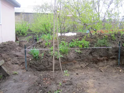 Дендролог Петров рассказал, как сделать изгородь на даче из барбариса и  боярышника