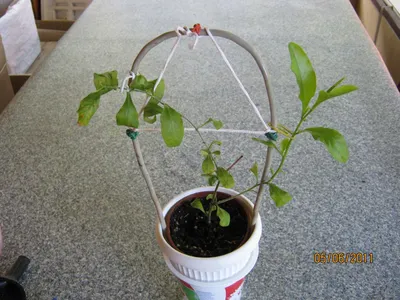 Фотография Плюмбаго (свинчатка): растение, которое умеет создавать атмосферу праздника и радости