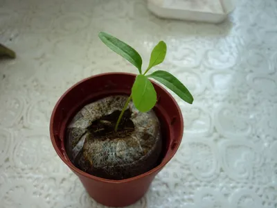 Фото Плюмбаго (свинчатка): прекрасное растение для любителей комнатных растений