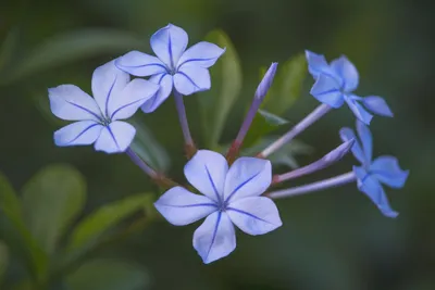 Фотография Плюмбаго (свинчатка): уникальное растение с неповторимой красотой