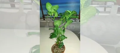 Плюмбаго (свинчатка) на фотографии: растение, которое создает атмосферу уюта и гармонии