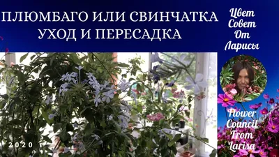 Плюмбаго (свинчатка) на изображении: растение, которое станет настоящим украшением для любого интерьера