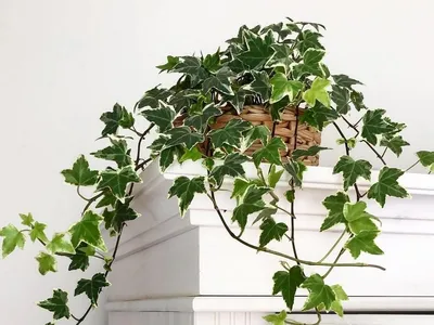 Плющ (Растение) фото