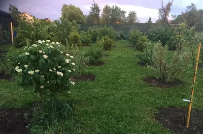 Фото: какие ягодные кустарники подходят для маленького сада?
