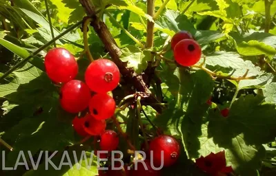Фото: какие плоды можно собрать в начале лета?