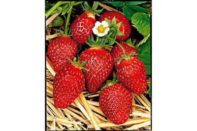 Картинка: какие ягоды лучше всего выращивать в зоне с жарким климатом?