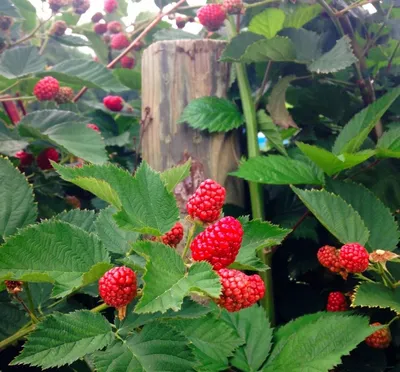 Фото: какие ягоды можно выращивать в горшках на балконе?