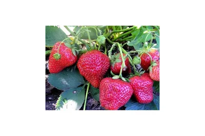 Изображение: какие ягоды лучше всего растут в грунте с низкой кислотностью?