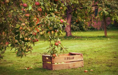Изображение огородных ягодников и фруктовых деревьев