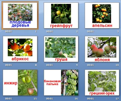 Презентация на тему \"Деревья плодовые\"