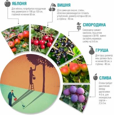 Презентация \" Плодовые деревья: вишня\" (7класс, с/х труд)